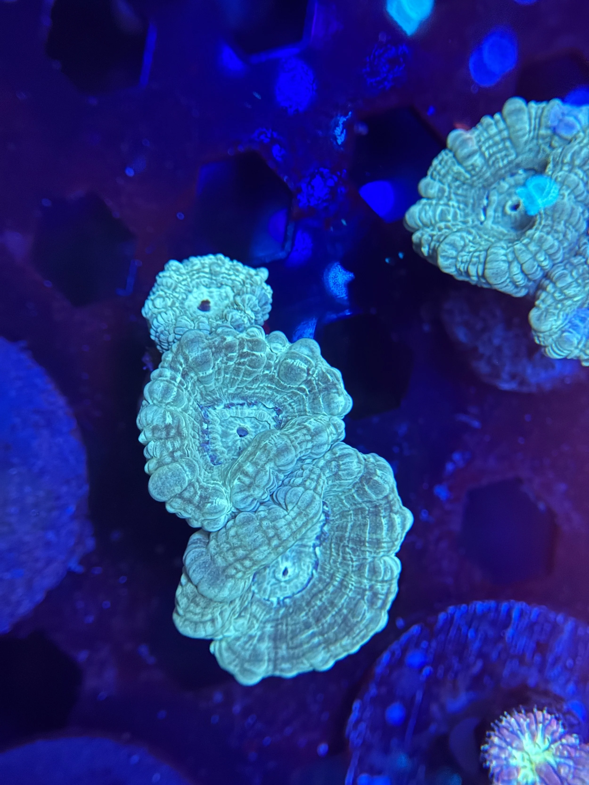 Teal Trumpet Coral