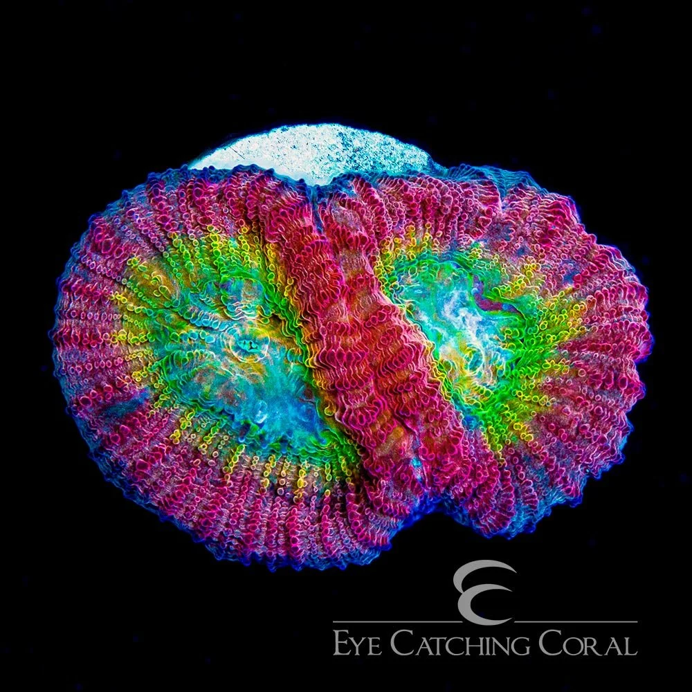 ECC Hypo Tango Favia Frag — Special Order [AC452]