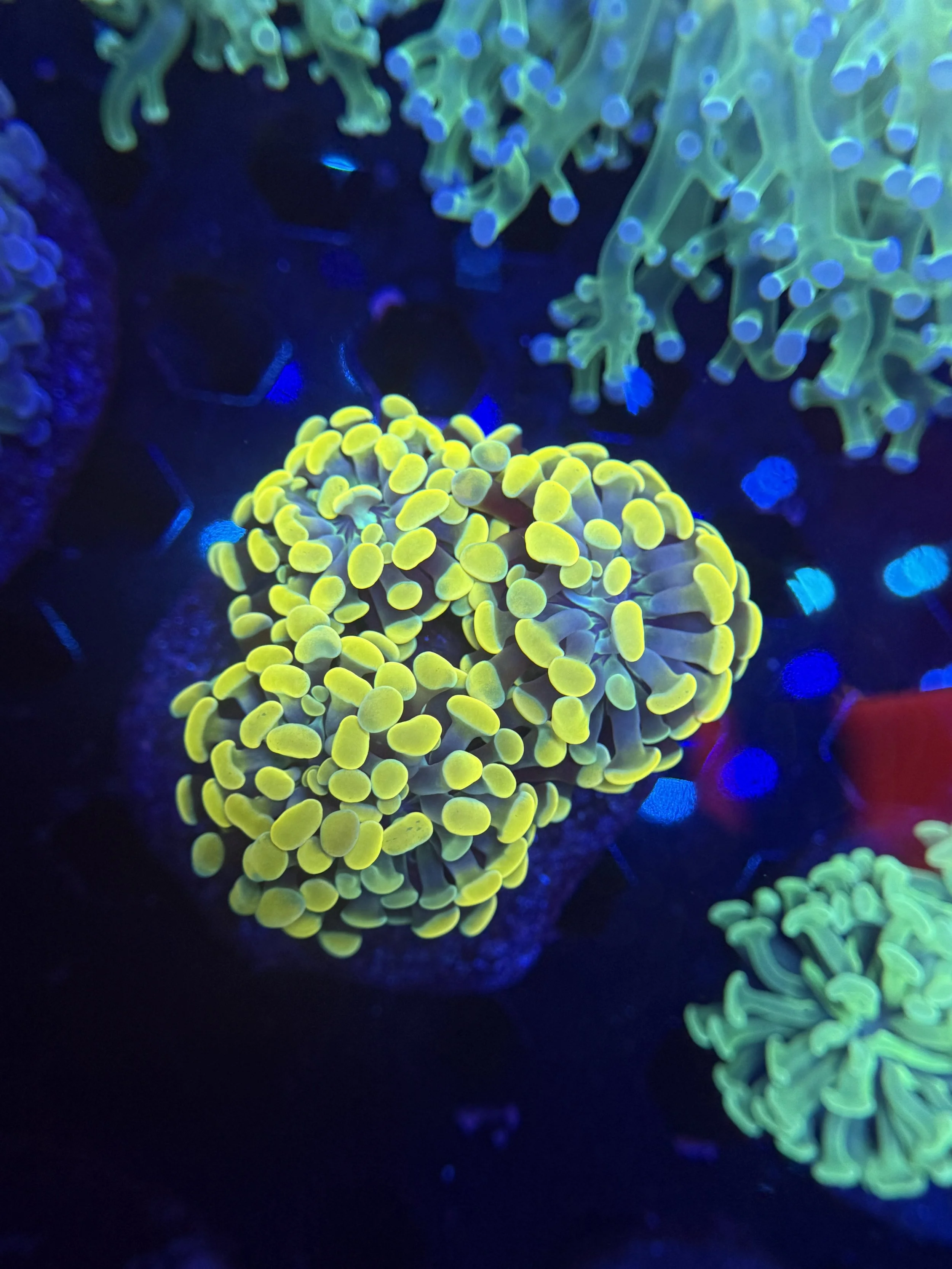 Gold Hammer Mini Colony