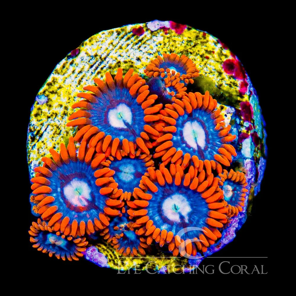 ECC Fire and Ice Zoanthid Frag (4+ Polyp Average) — Special Order [AC976]
