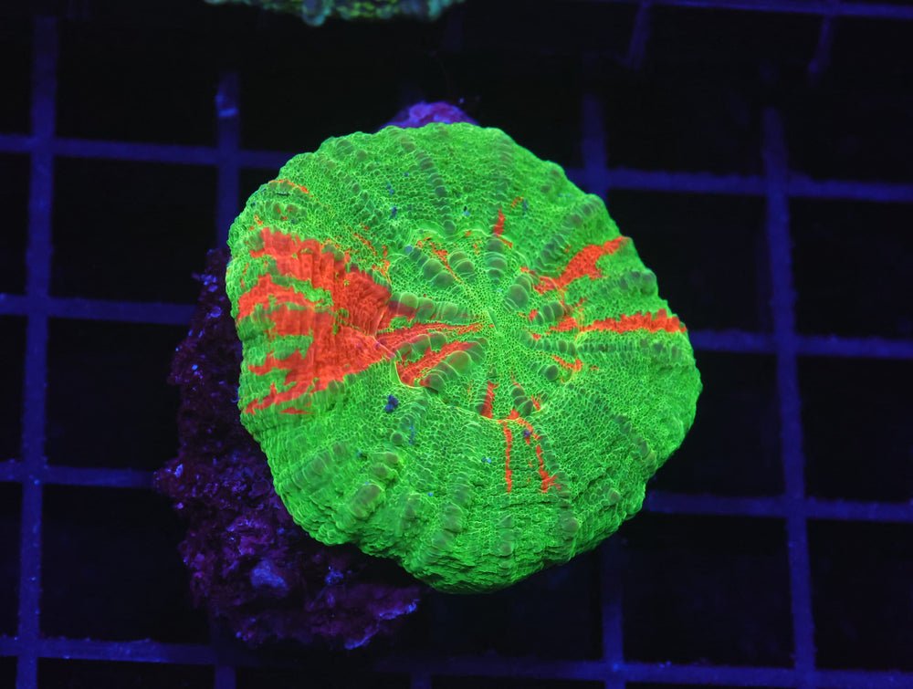 B122 - Aussie Bleeding Apple Scolymia Australis — Special Order [SDC-B122]
