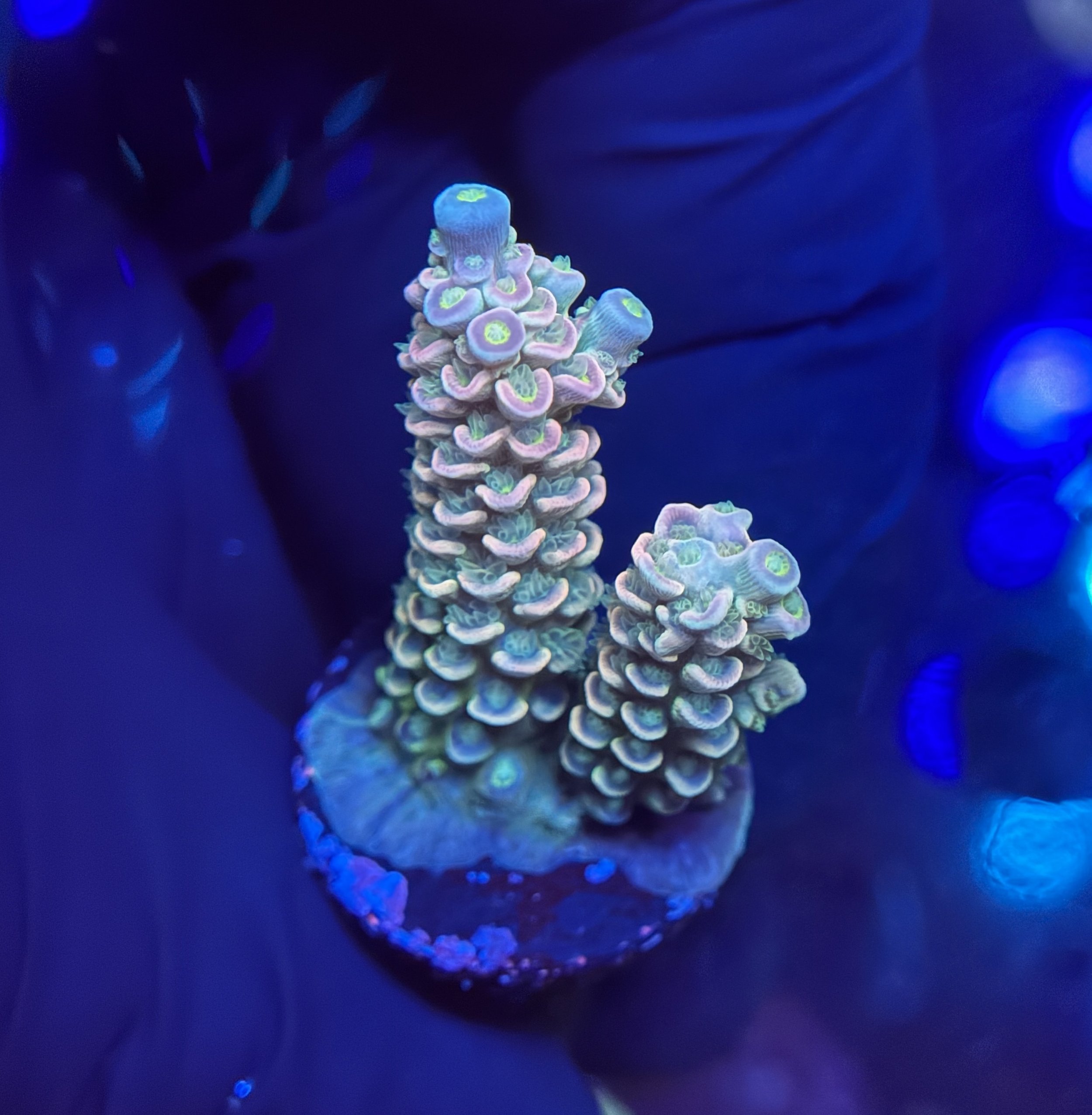 Acropora Frag 006