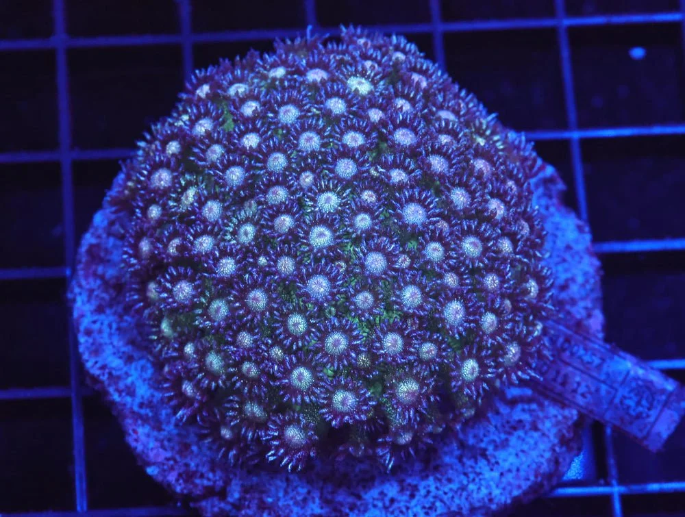 B20 -Indo Glitter Bomb Goniopora — Special Order [SDC-B20]