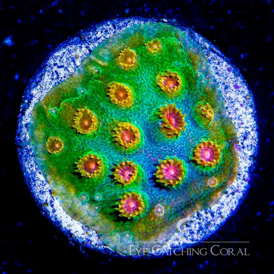 ECC Candyland Cyphastrea Frag — Special Order [AC418]