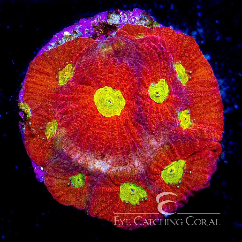 ECC Sonic Boom Favites Frag — Special Order [AC516]