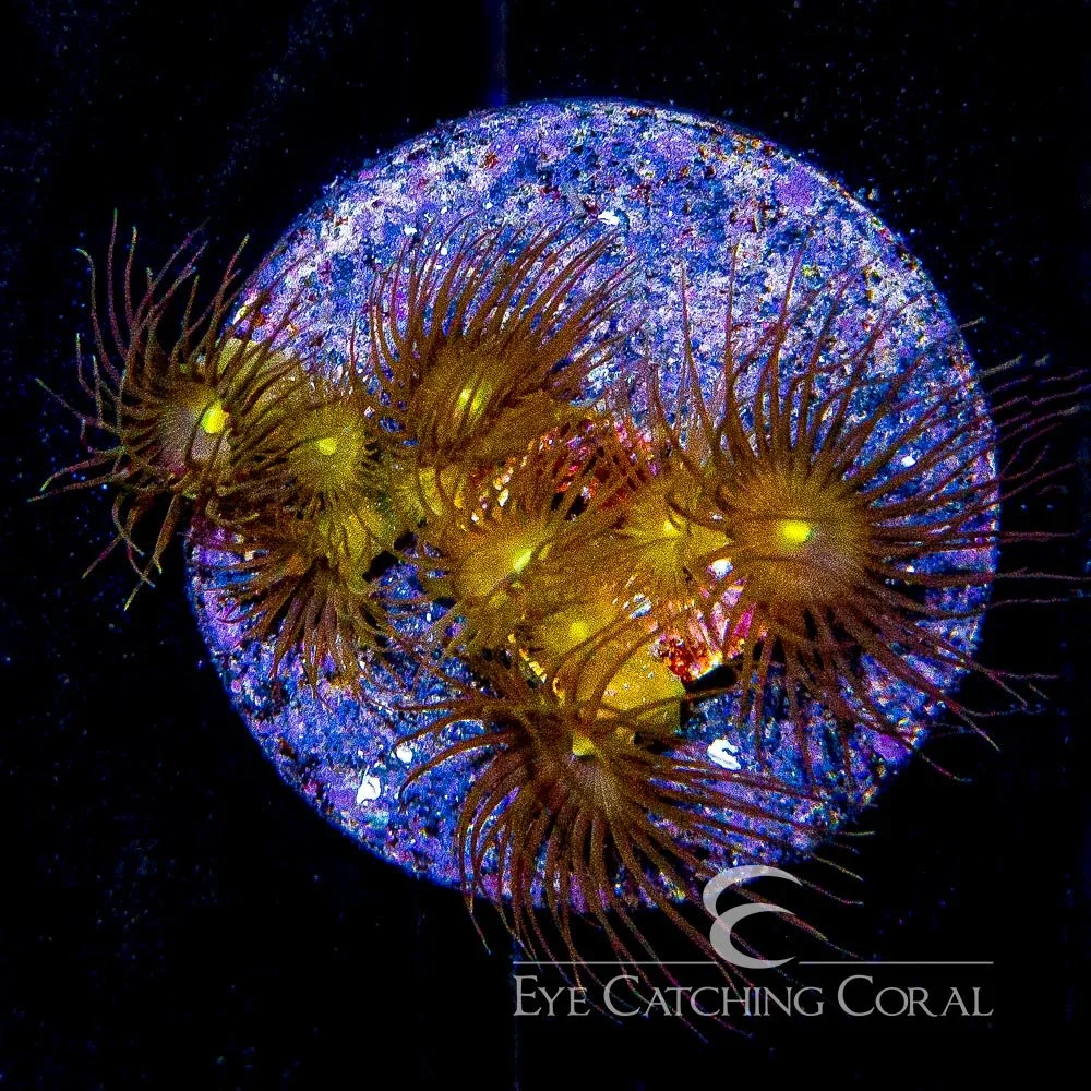 ECC Yellow Polyps Big Frag — Special Order [f1AC209]
