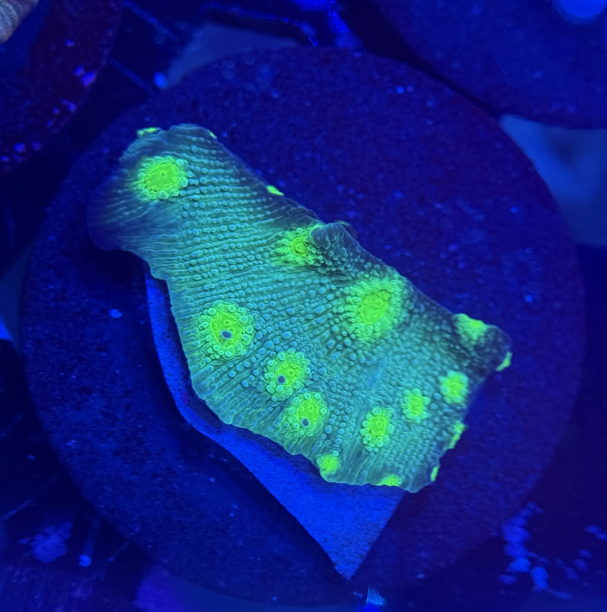 Hollywood Stunner Chalice Frag