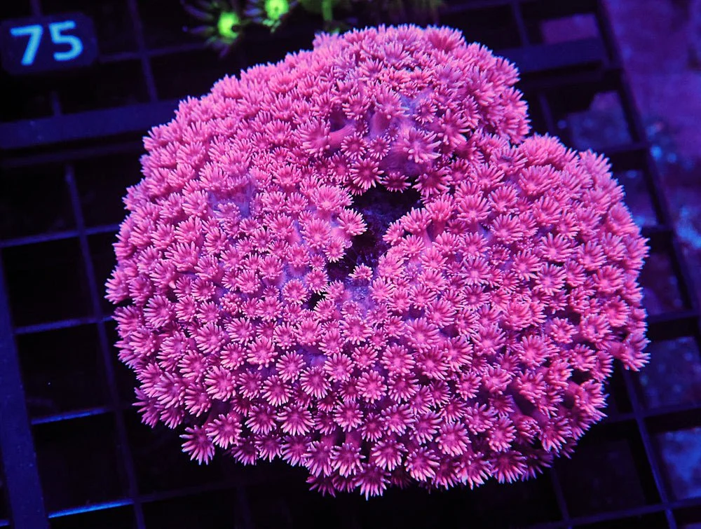 B70 -Indo Hot Pink Goniopora Lg — Special Order [SDC-B70]