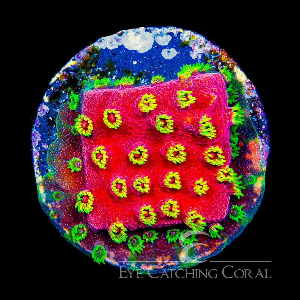 ECC Pyro Blast Cyphastrea Frag — Special Order [AC1097]