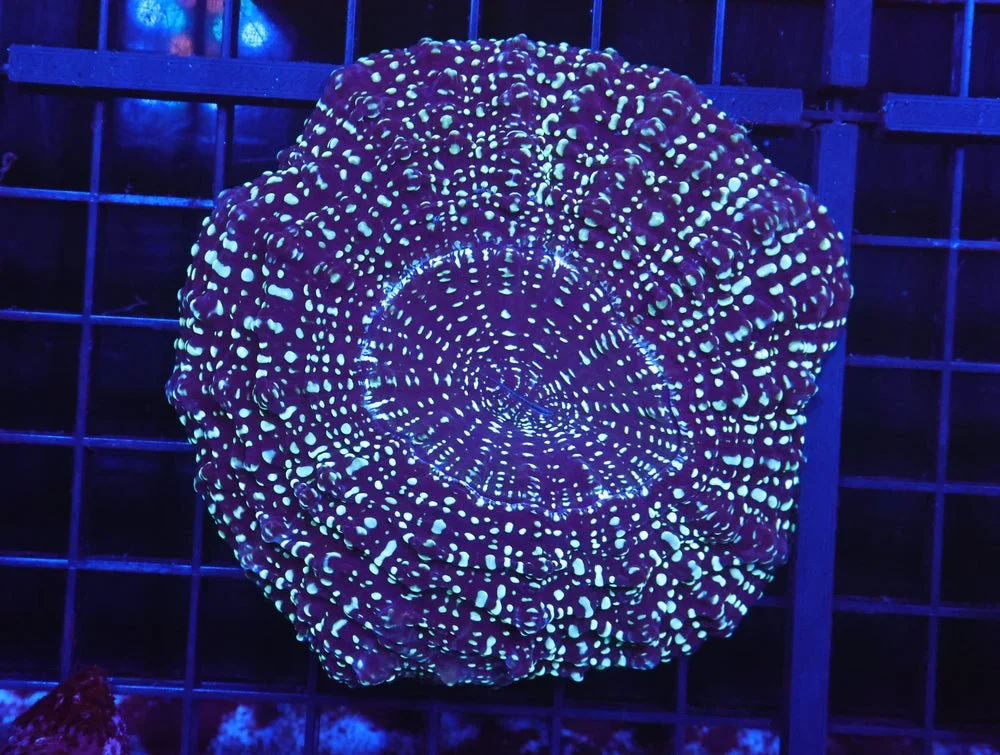 B147 - Aussie Glitter Acanthophyllia — Special Order [SDC-B147]