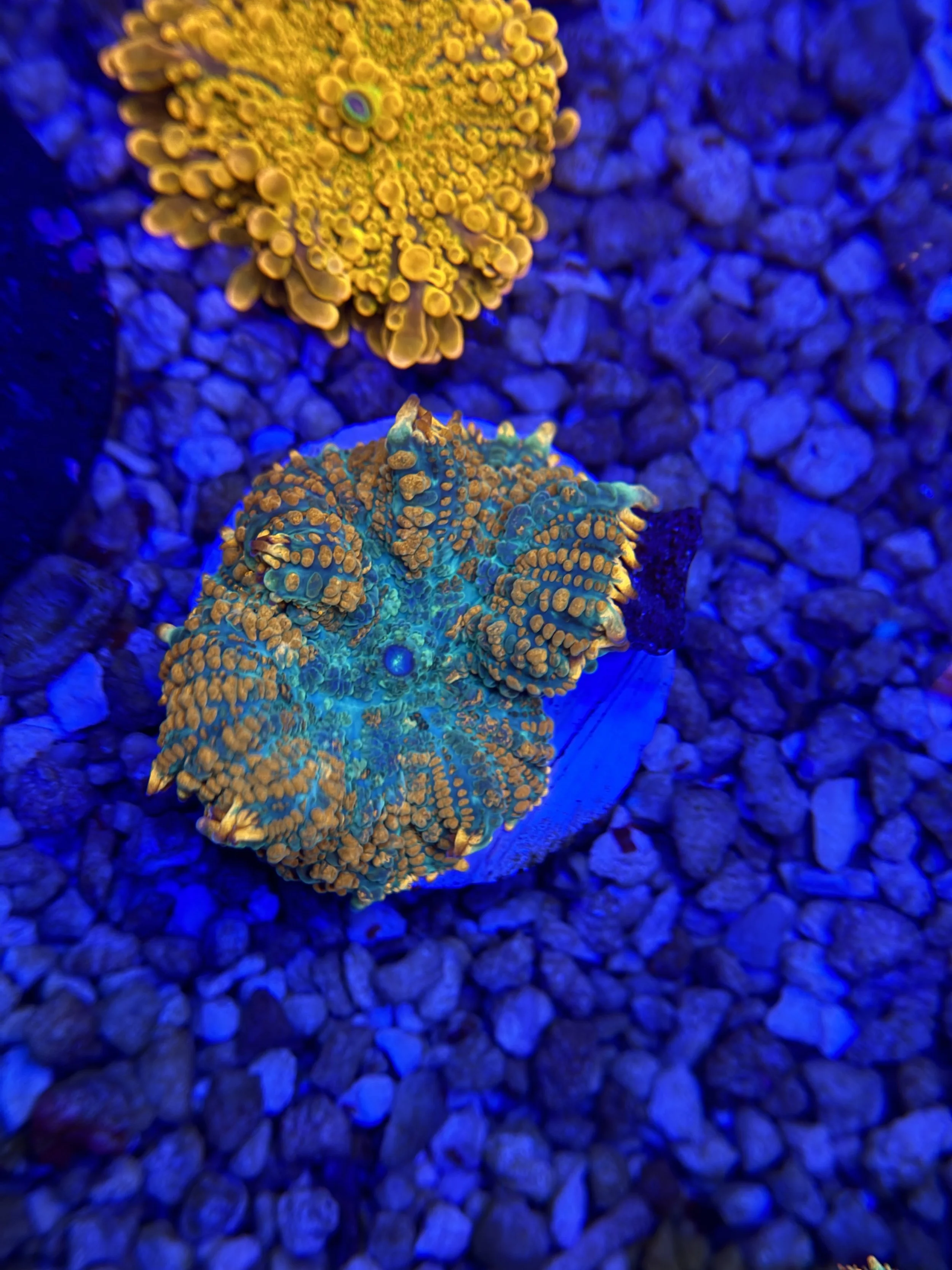 Superman Rhodactis Mushroom