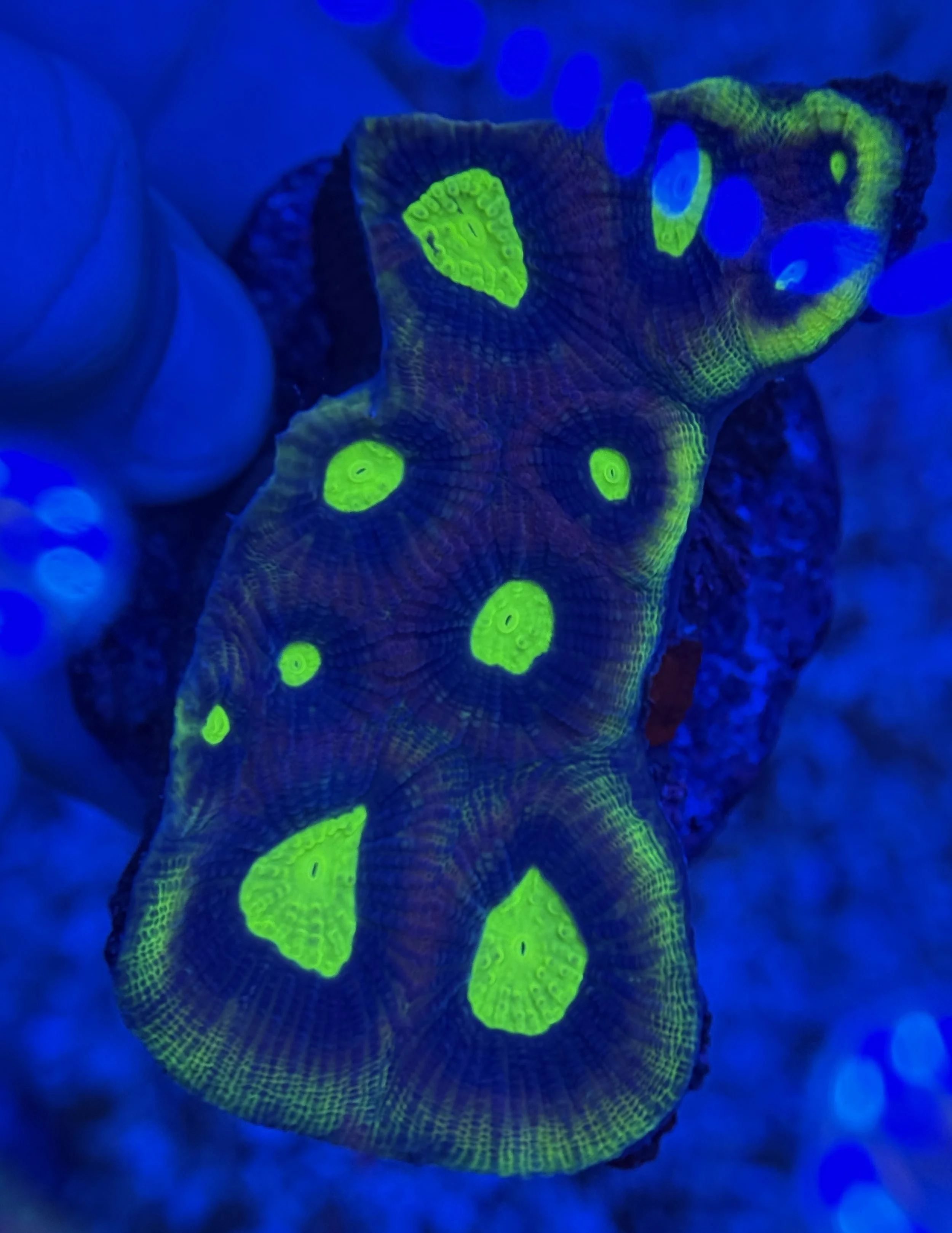 Dragon Soul Prism Favia Colony