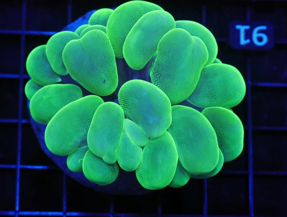 B91 -Indo Radioactive Bubble Coral — Special Order [SDC-B91]