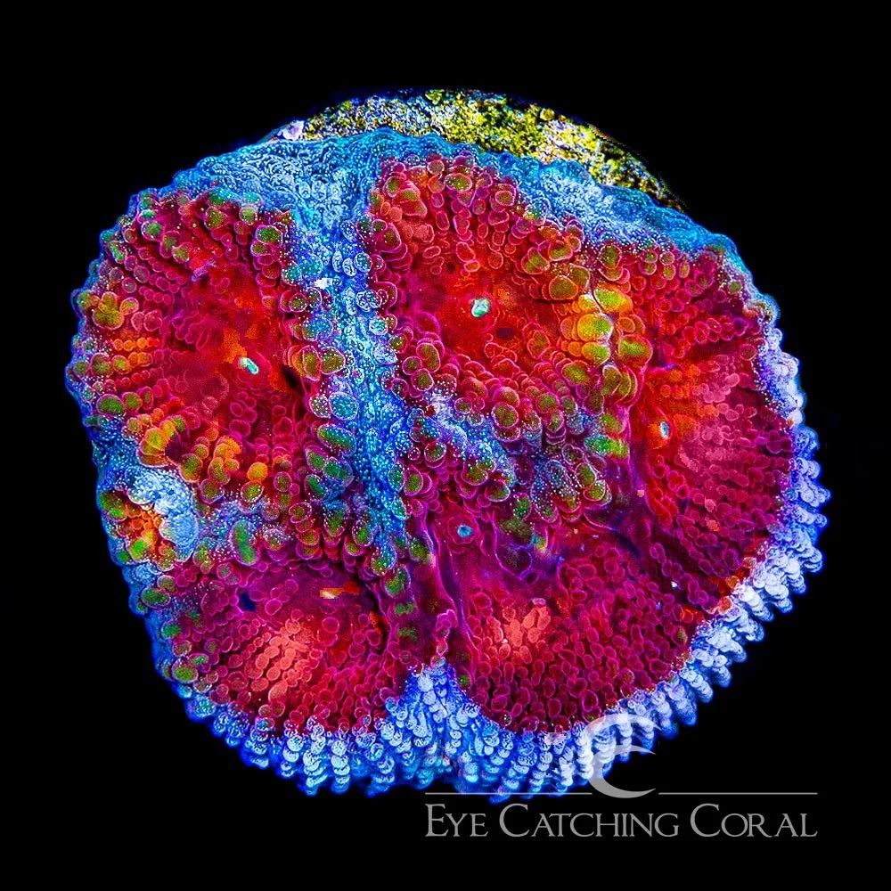 ECC Old Glory Favia Frag — Special Order [AC775]
