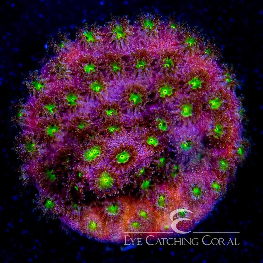 ECC Bling Bling Cyphastrea Frag — Special Order [AC285]