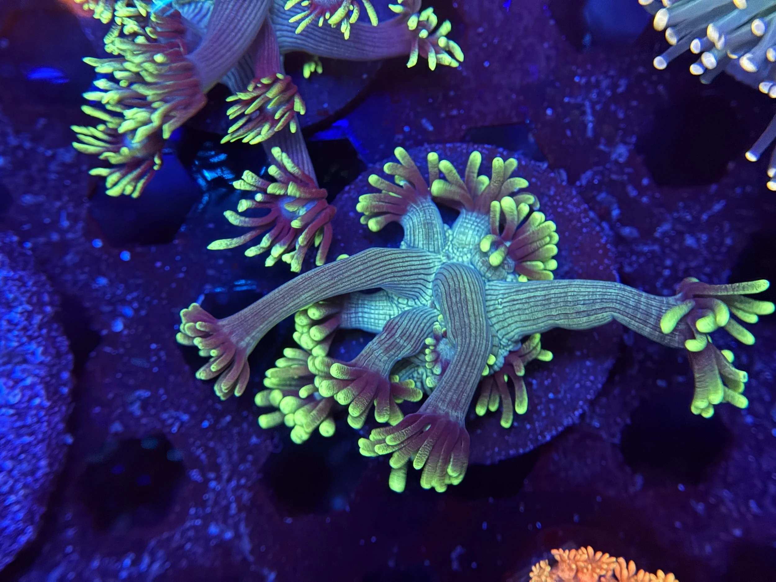 Long Polyp Goni