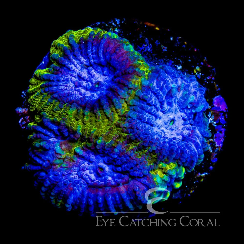 ECC Midnight Lightning Favia Frag — Special Order [AC1093]