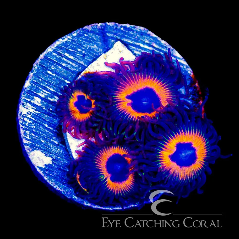 ECC Firestorm Zoanthid Frag (4+Polyp Average) — Special Order [AC1184]