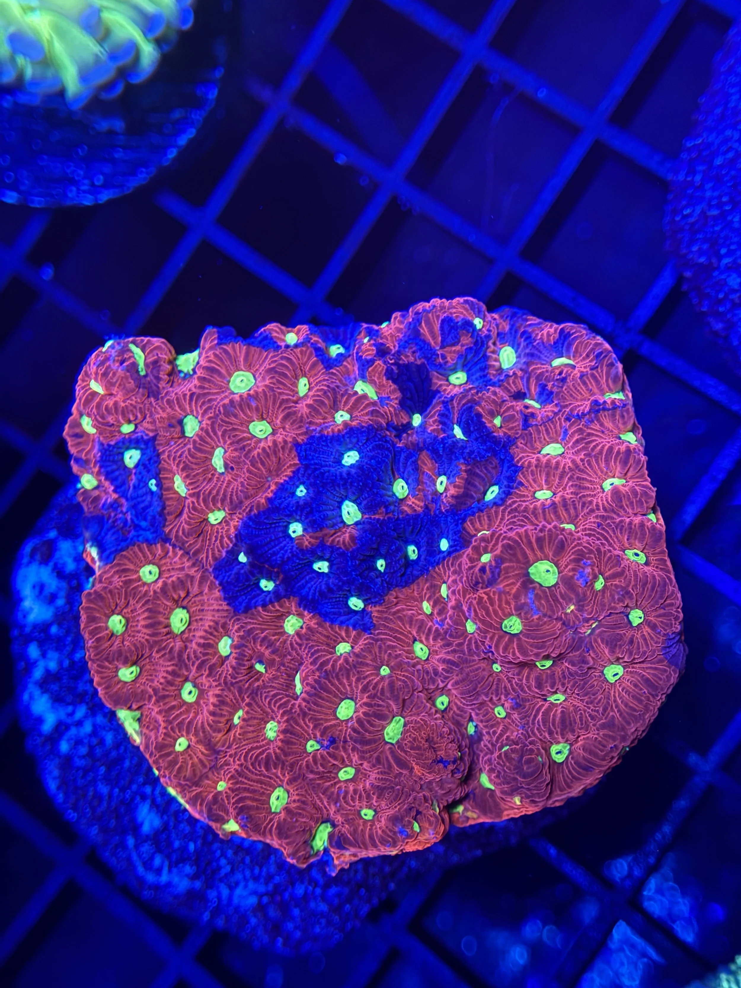 War Coral Mini Colony
