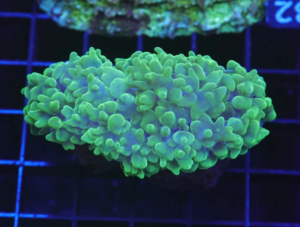 B132 - Indo Radioactive Pearl Coral — Special Order [SDC-B132]