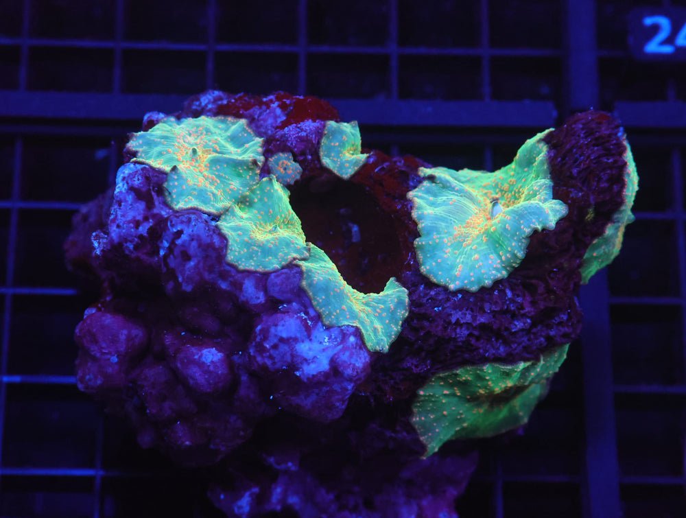 B18 -Frog Prince Disco Mushroom — Special Order [SDC-B18]