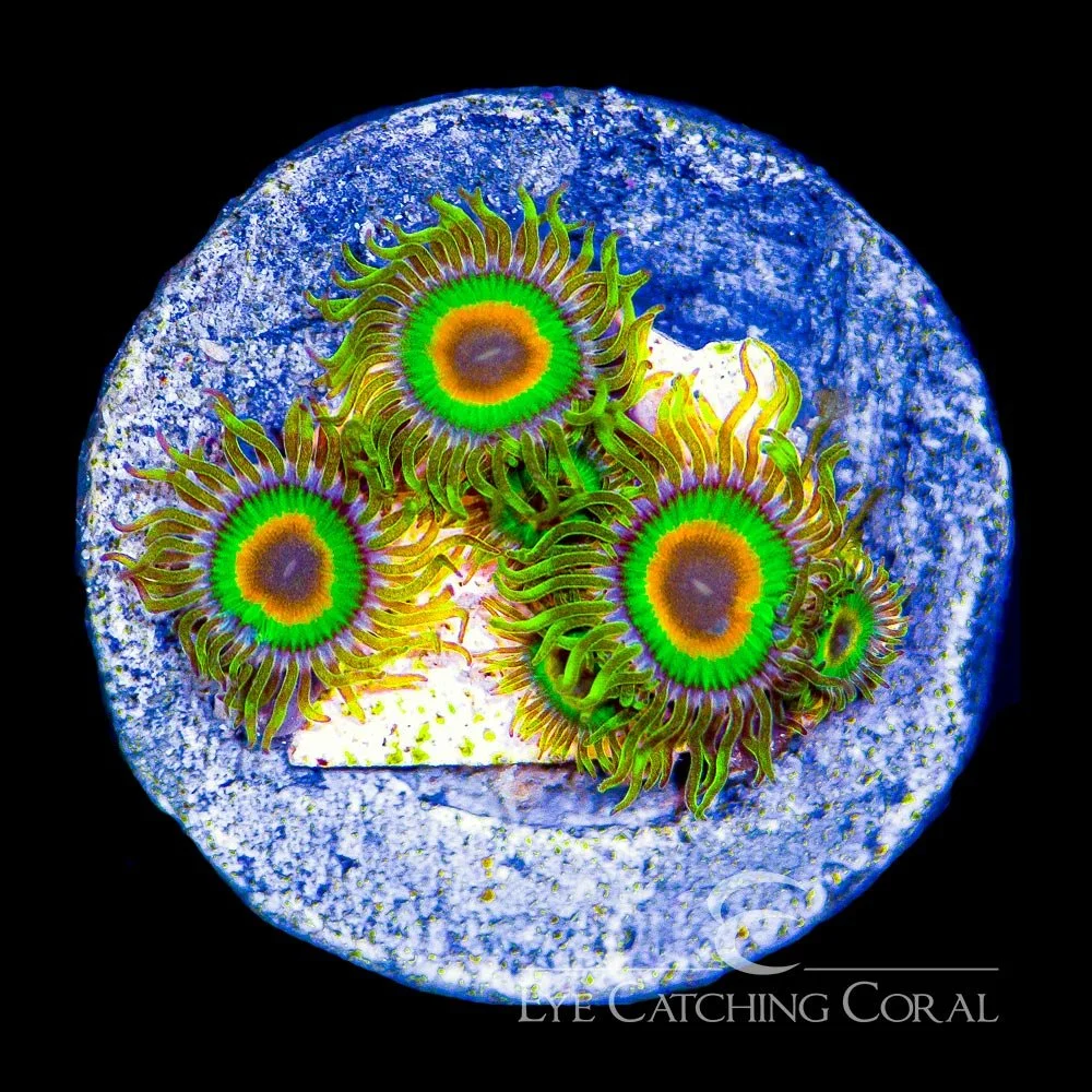 ECC Rasta Zoanthid Frag (4+ Polyp Average) — Special Order [AC102]