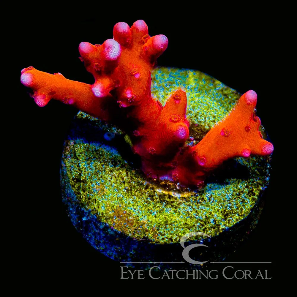 ECC Fire Starter Montipora Frag — Special Order [AC1071]