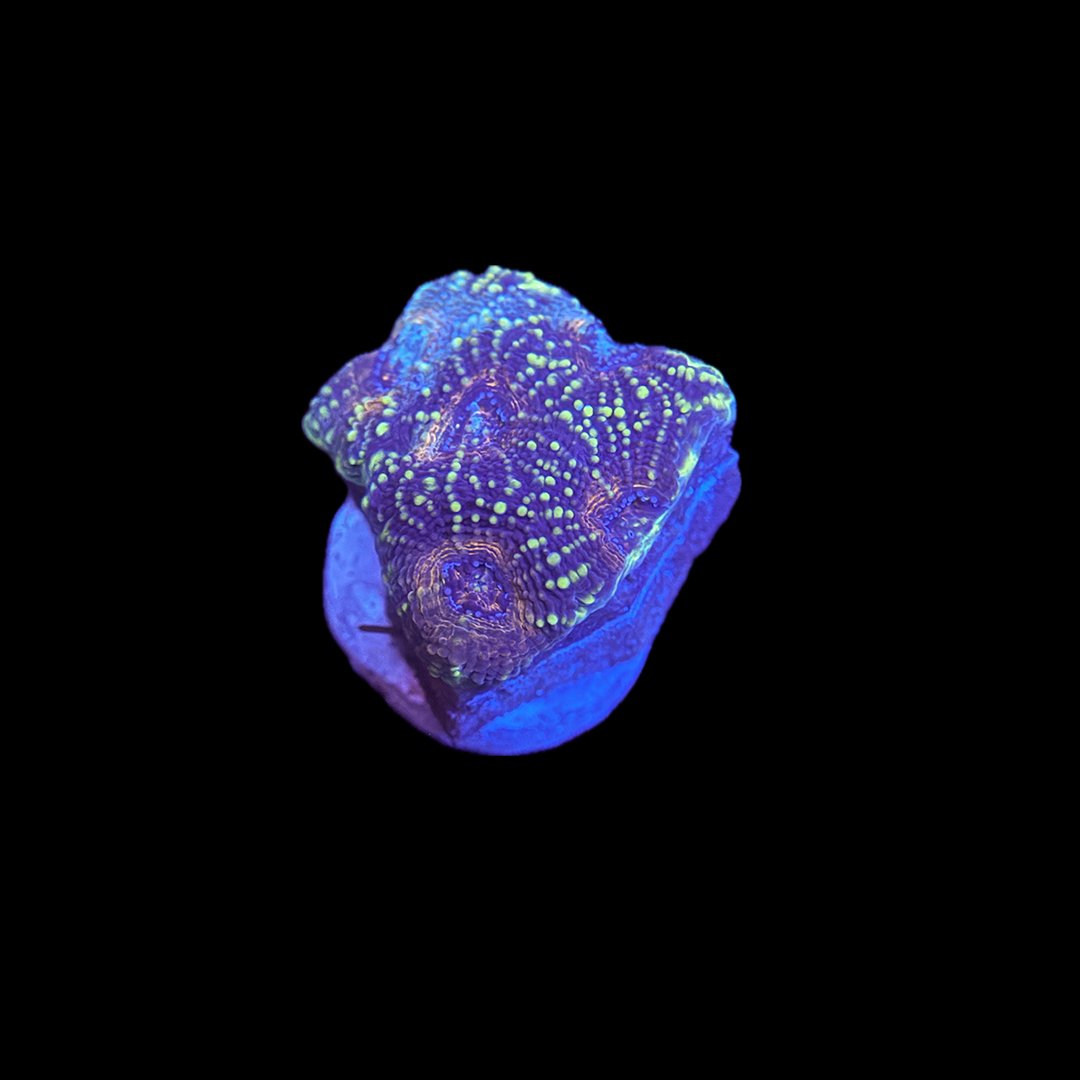 Miami Tide Acan Echinata.jpg