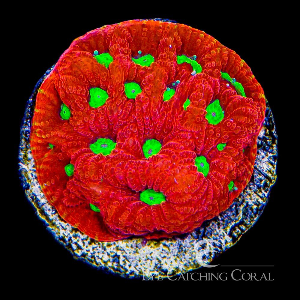 ECC Charged Lithium War Coral Frag — Special Order [AC543]