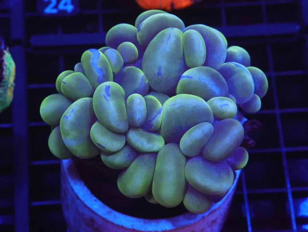 B19 -Indo Metallic Bubble Coral — Special Order [SDC-B19]