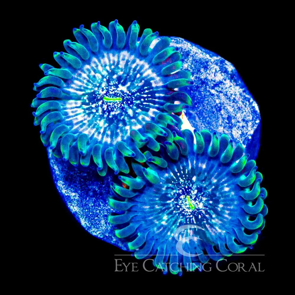ECC Hawaiian Ding Dang Zoanthid Frag (2+ Polyp Average) — Special Order [AC236]
