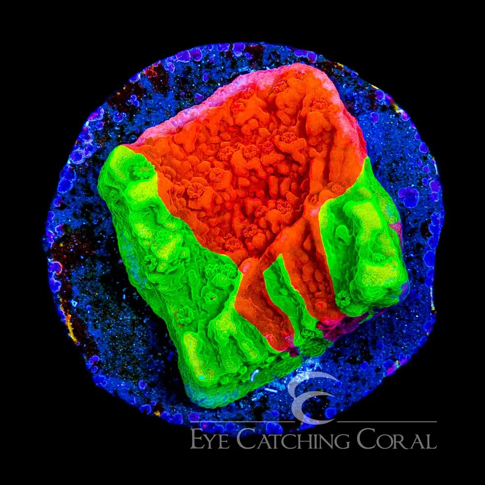 ECC Nuclear Fusion Montipora Frag — Special Order [AC1100]