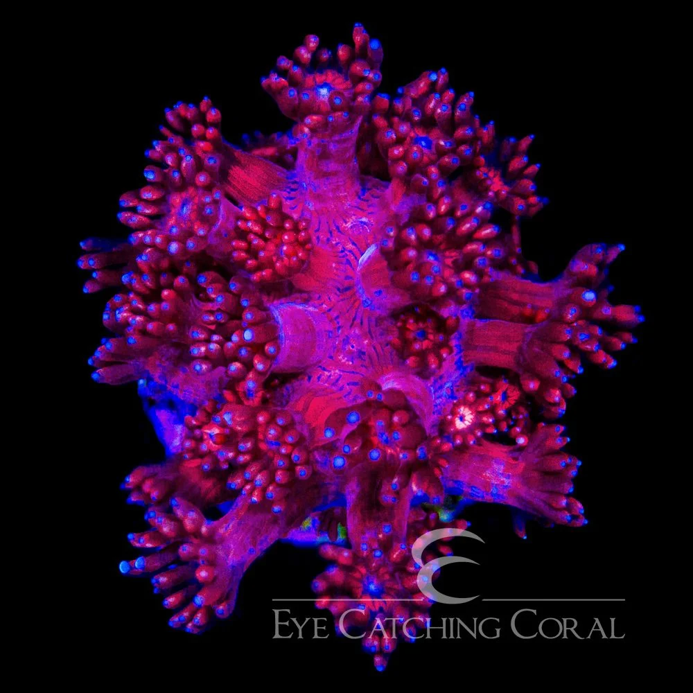 ECC Kashmira Goniopora Frag — Special Order [AC989]