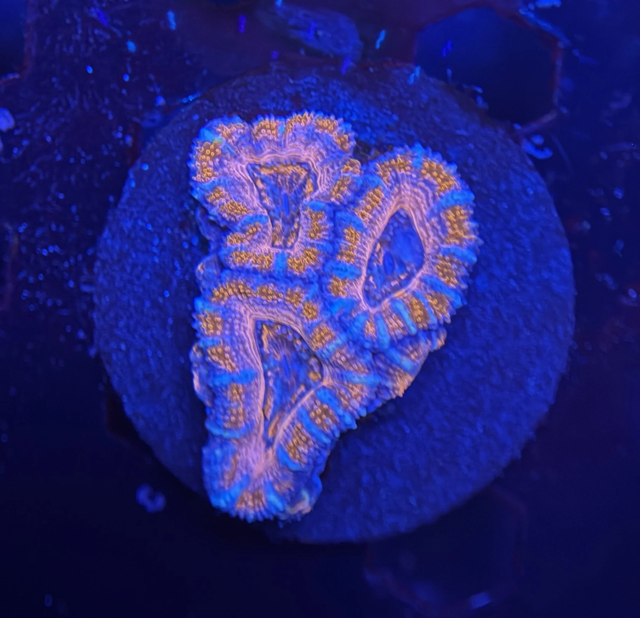 Acan Frag 001