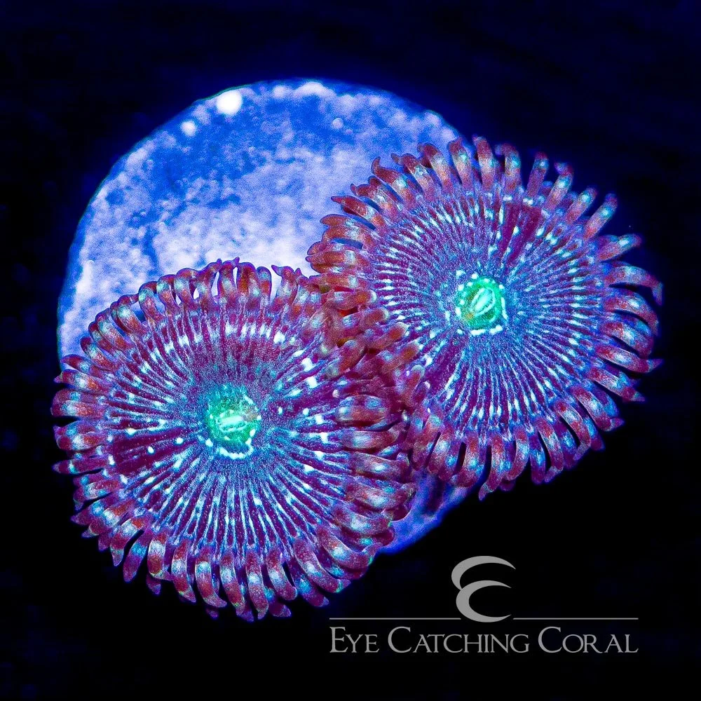 ECC Snowglobe Zoanthid Frag (2+ Polyp Average) — Special Order [AC697]