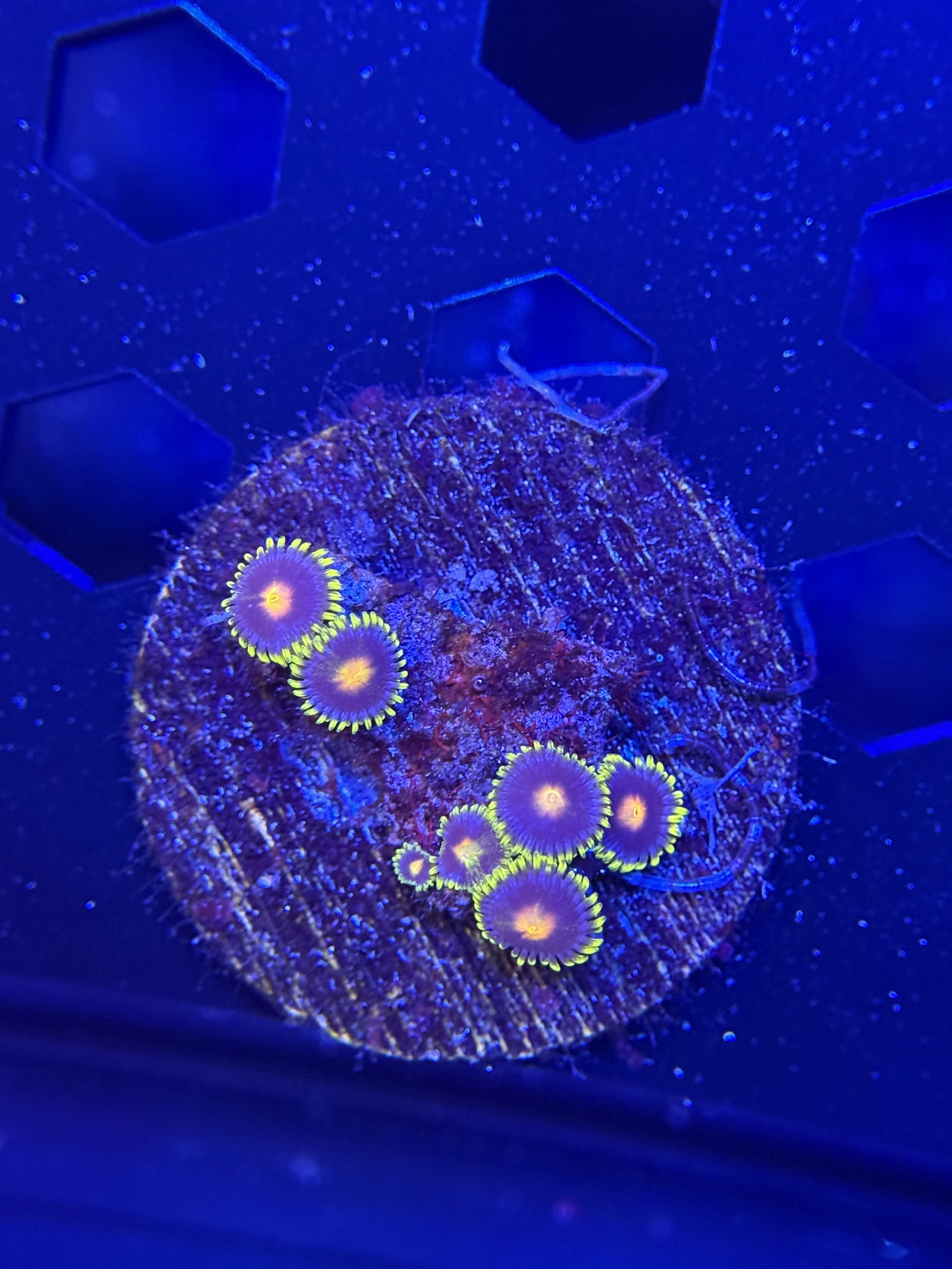 Ultra Zoanthid Frag