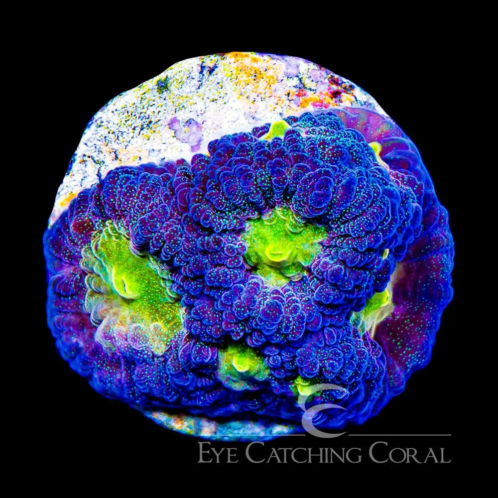 ECC Golden Sunset Favia Frag — Special Order [AC1015]