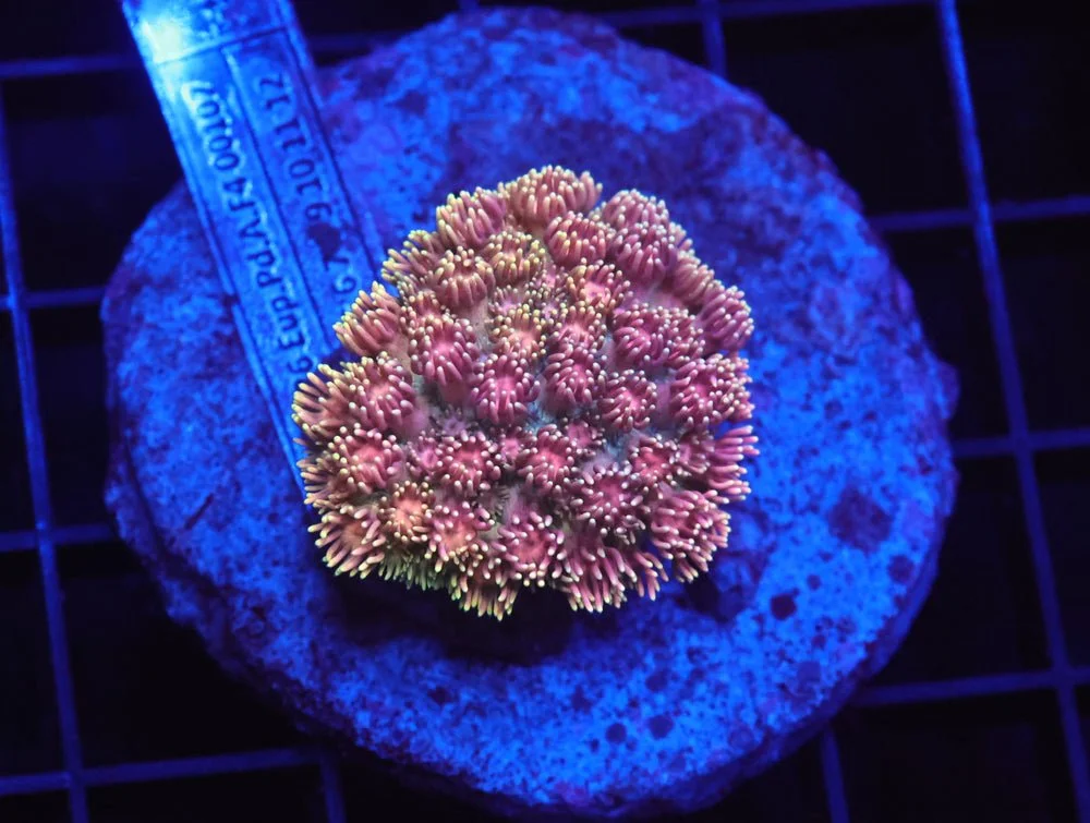 B13 -Indo Rainbow Goniopora — Special Order [SDC-B13]