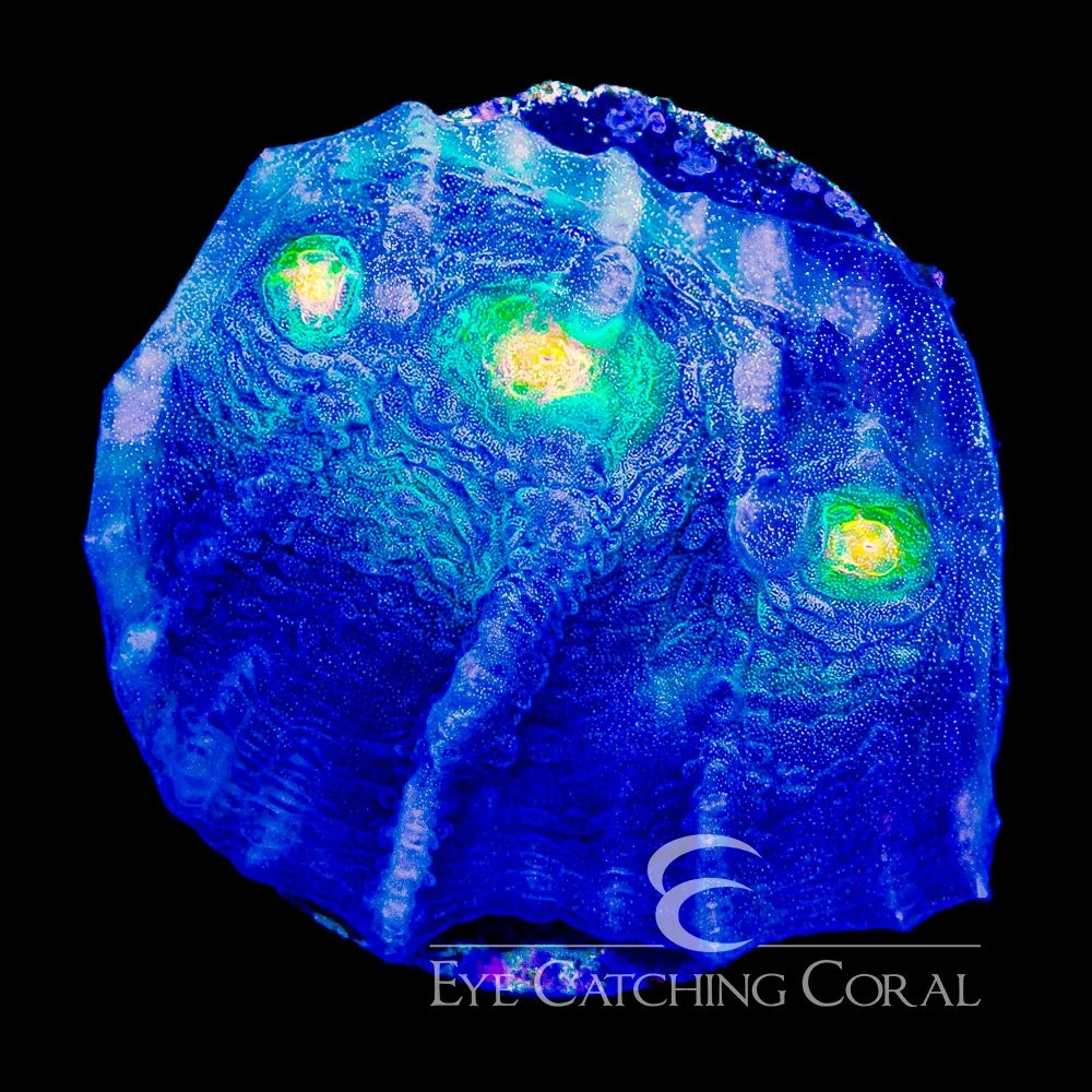 ECC Sea King Chalice Frag — Special Order [AC1157]