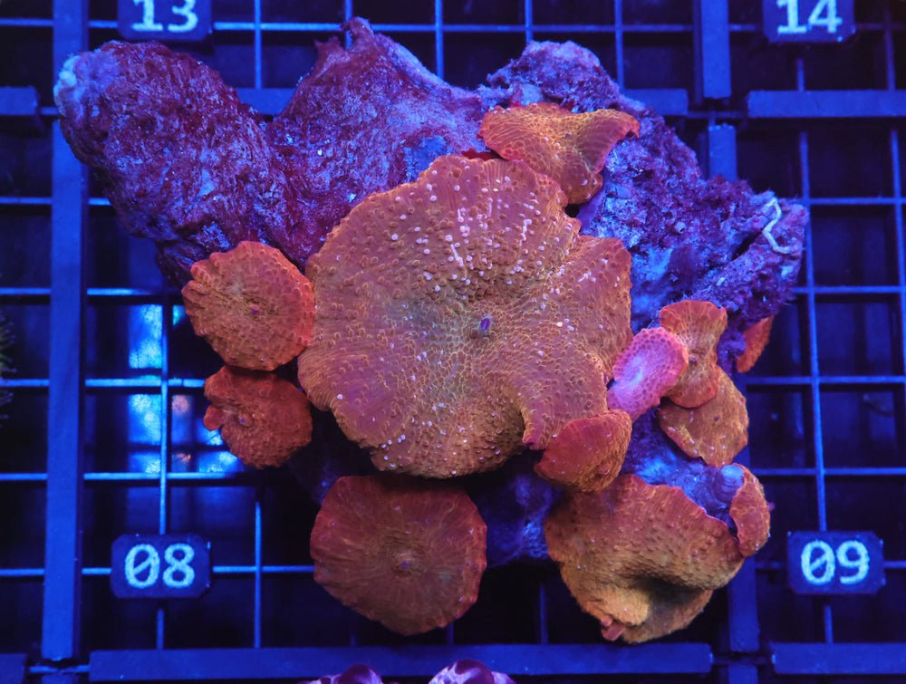 B08 -Ironman Disco Mushroom — Special Order [SDC-B08]