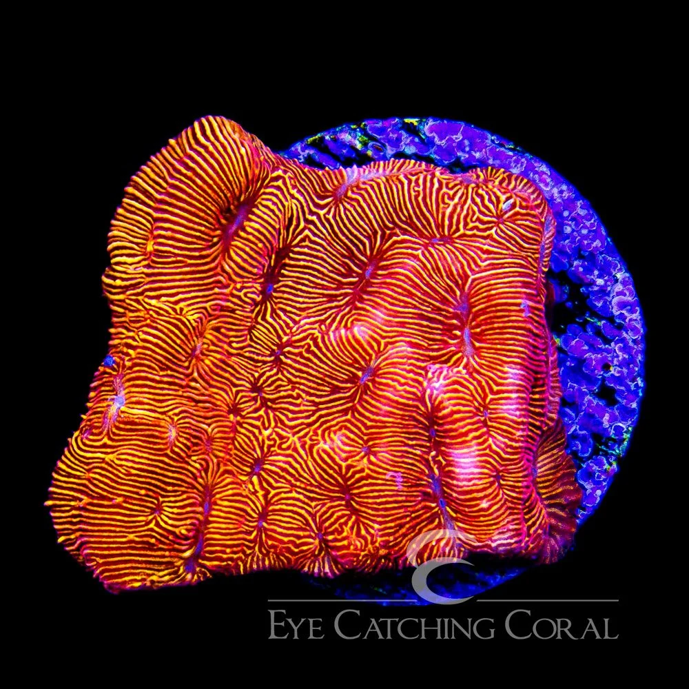ECC Orange Crush Leptoseris Frag — Special Order [AC975]