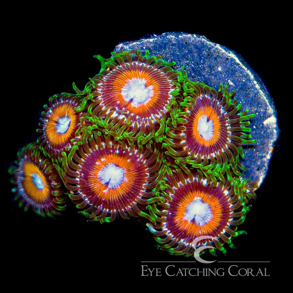 ECC C-137 Zoanthid Frag (4+ Polyp Average) — Special Order [AC662]