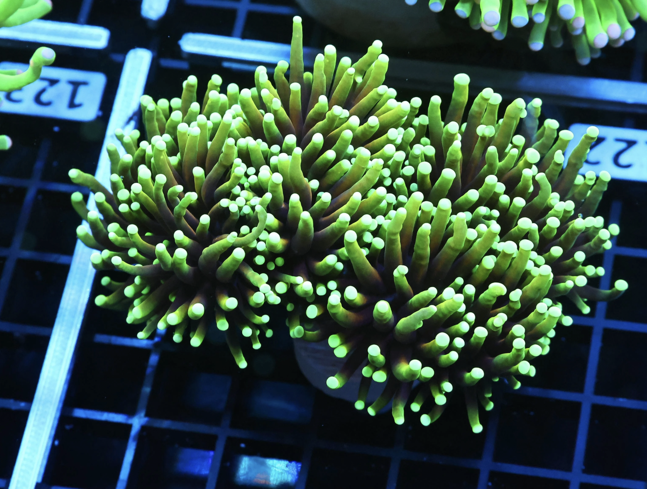 Dragon Soul Torch 4 Heads