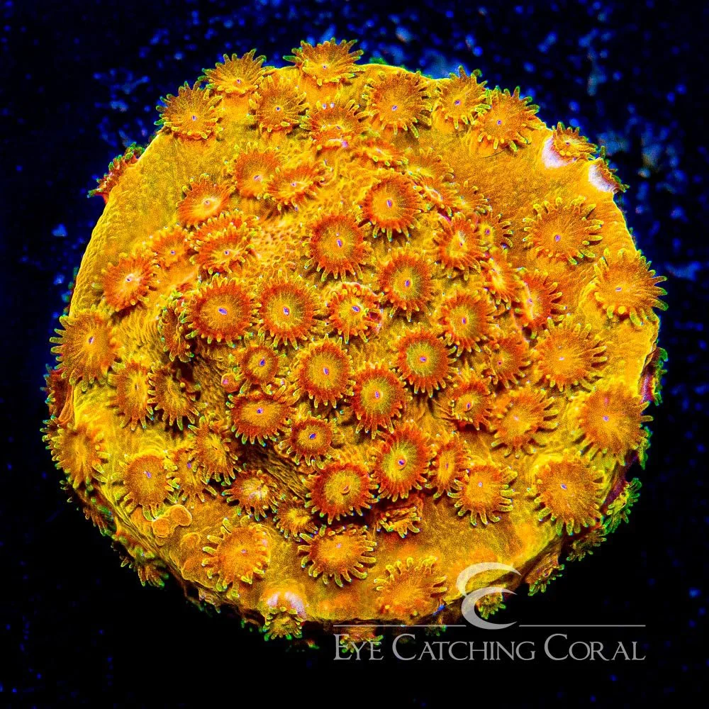 ECC Citrus Burst Cyphastrea Frag — Special Order [AC290]