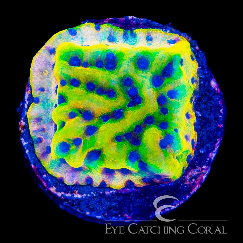 ECC Radiant Flame Montipora Frag — Special Order [AC1180]