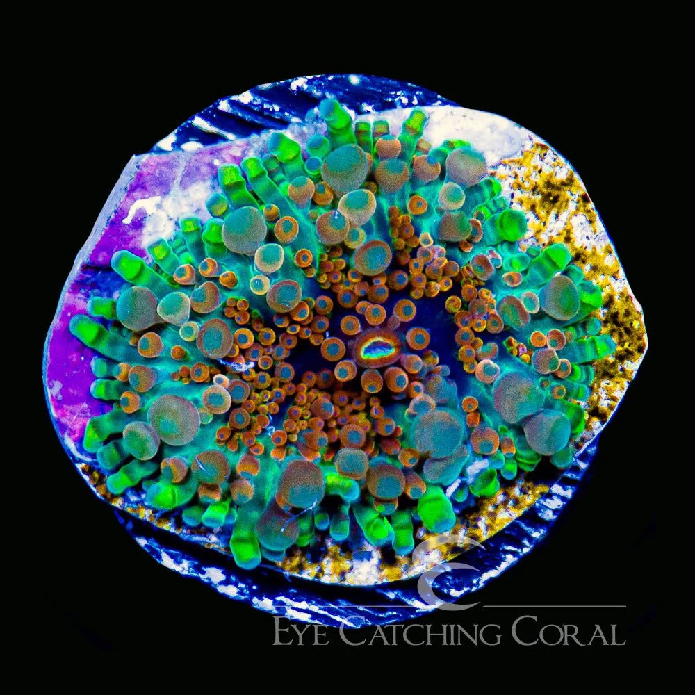 ECC Supernova Yuma Frag — Special Order [AC1072]