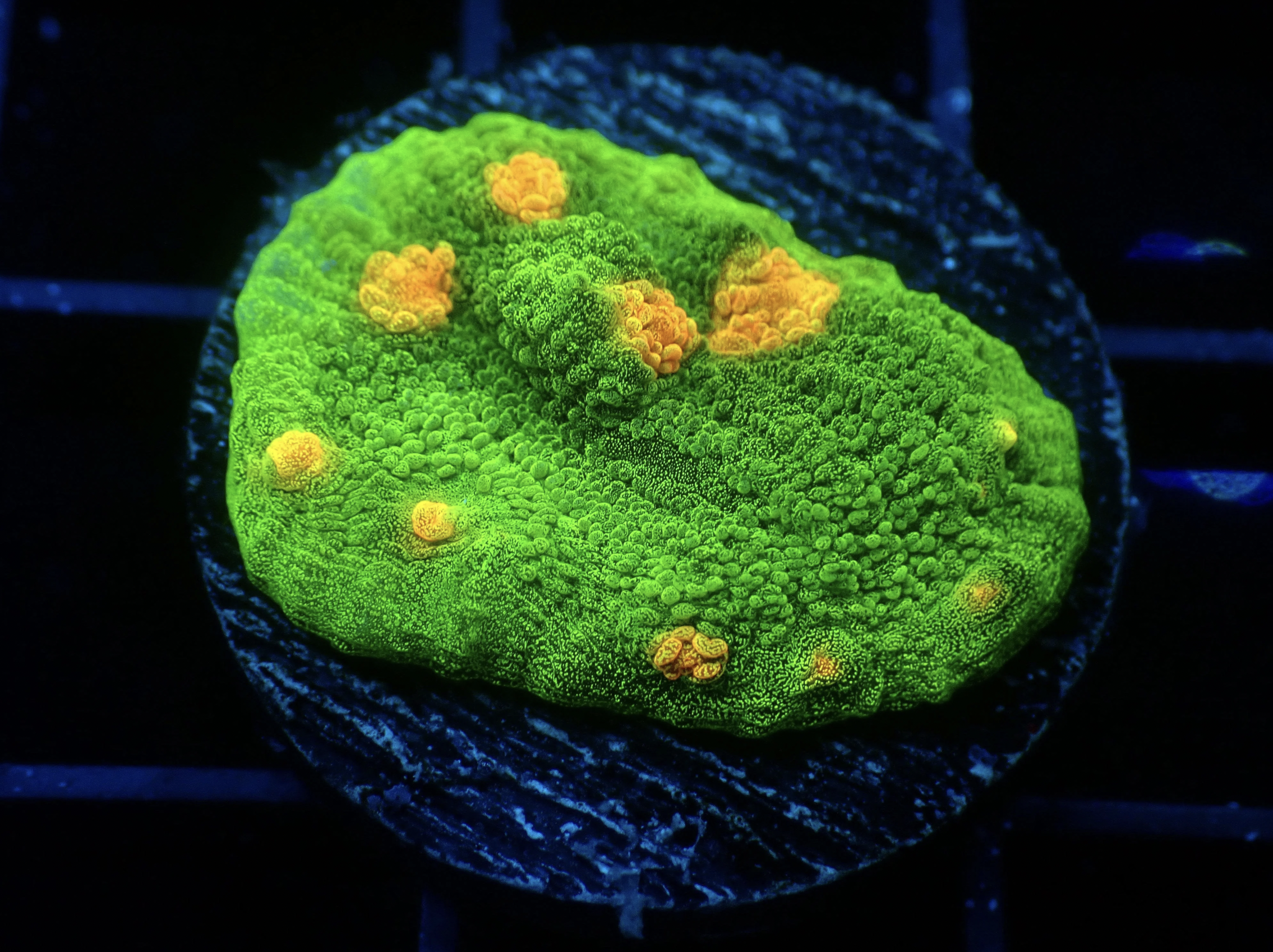 Space Invader Chalice Frag