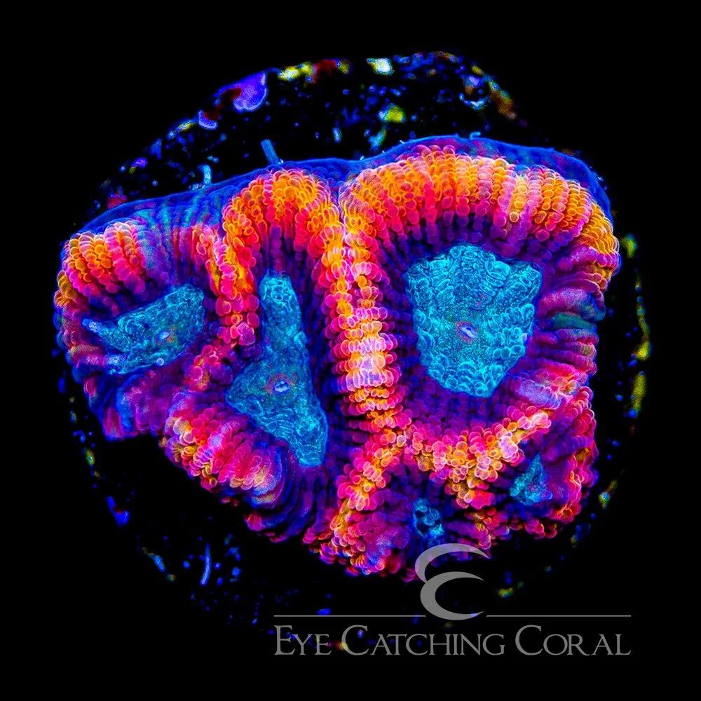 ECC Galactic Flame Micro Favia Frag — Special Order [AC1085]