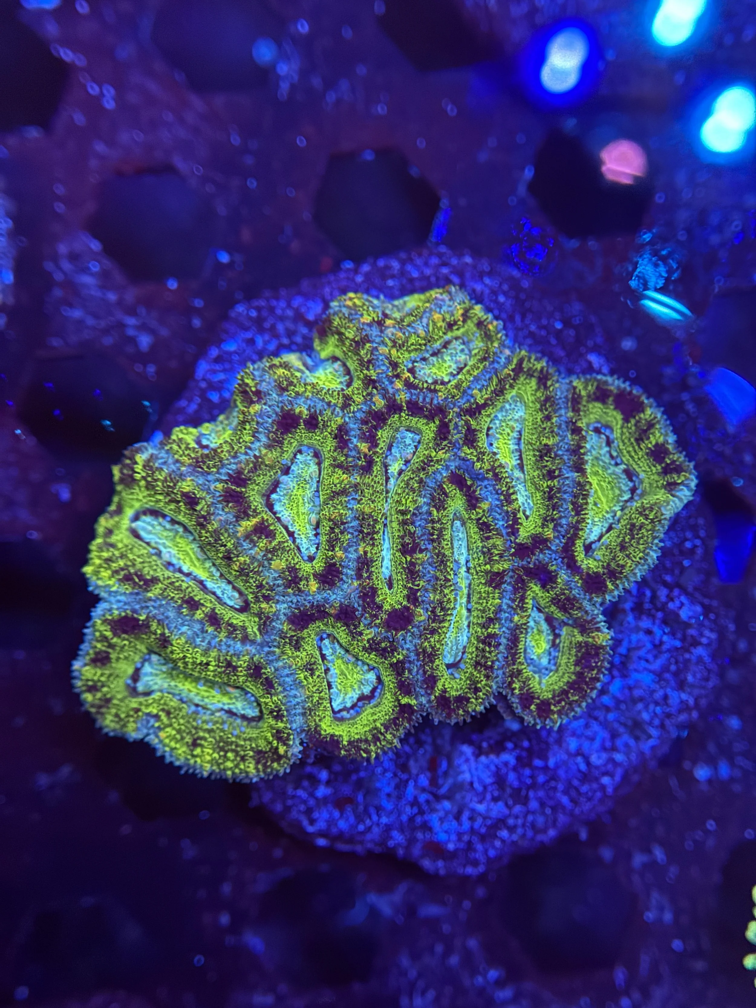 Acan Colony
