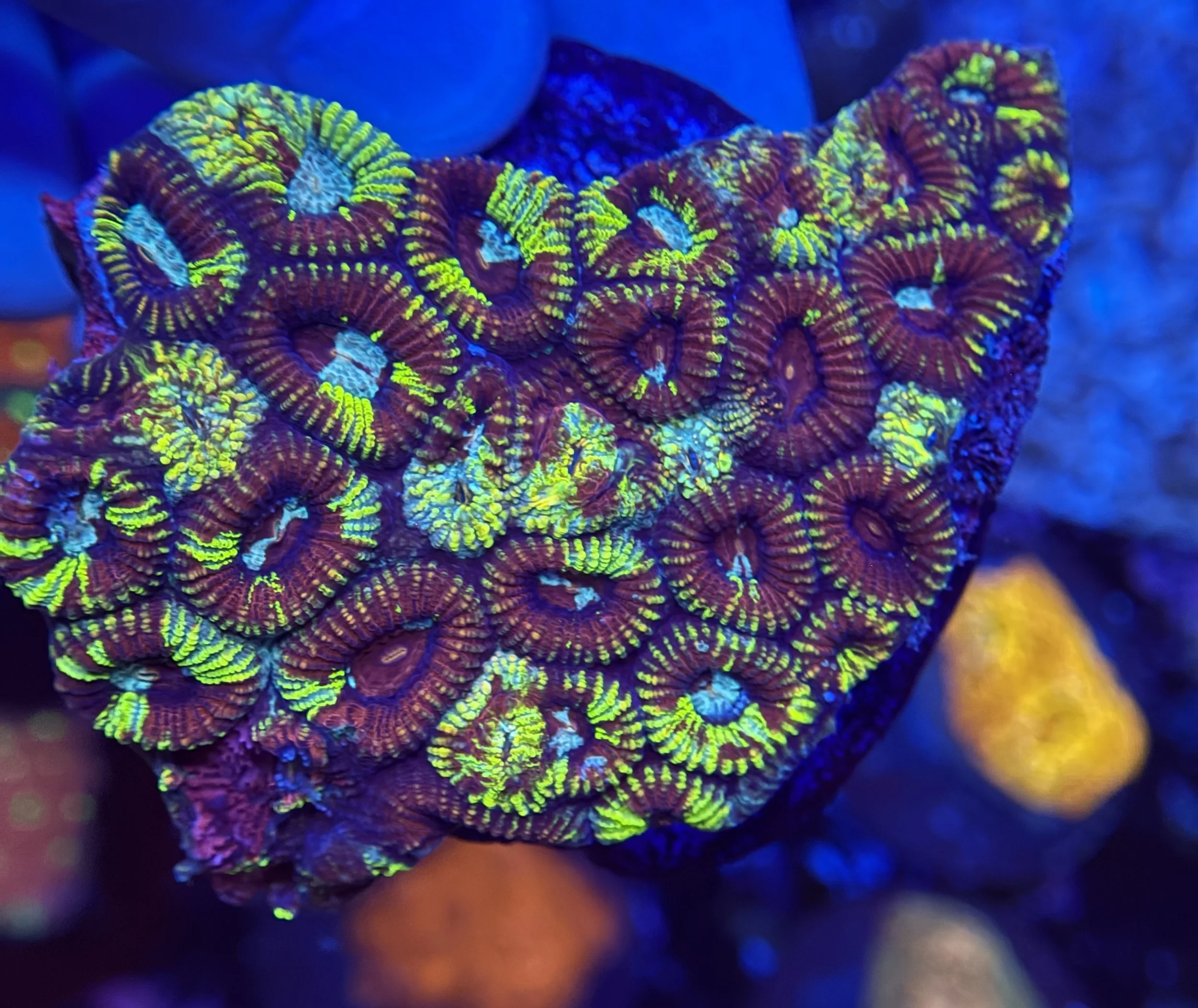 Ultra Favia Colony